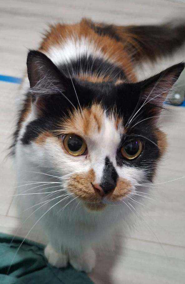 Beautiful 2 year old tortoise shell kitty, needs rehoming