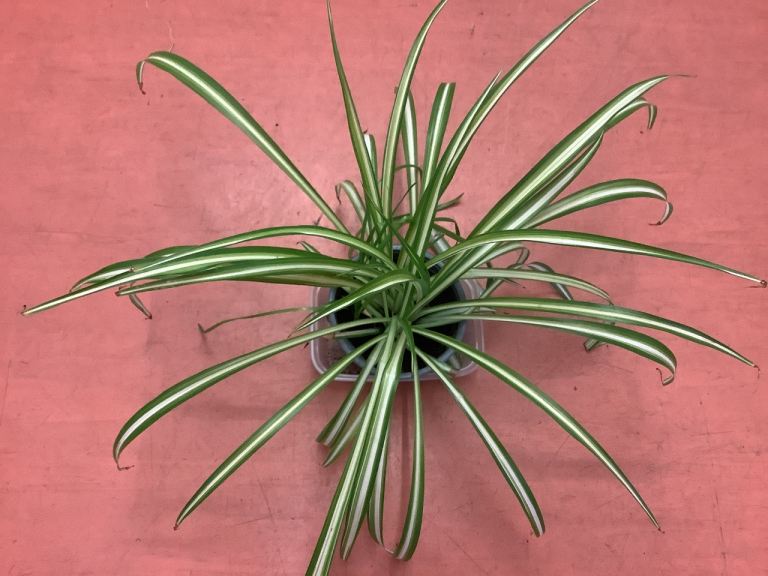 Large spider plant , outdoors in summer