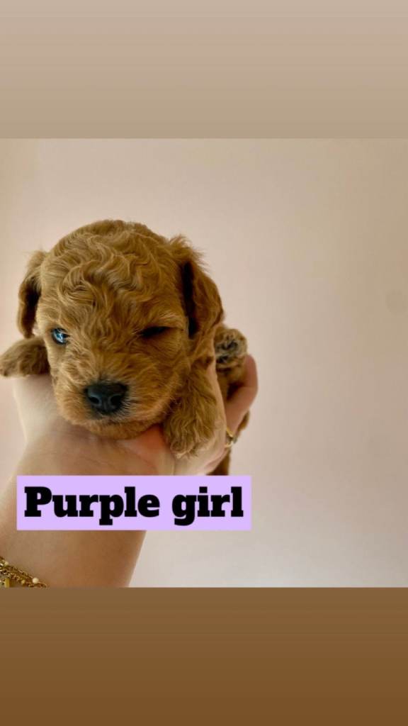 ♥️🐶🧸 TINY ASIAN TOY POOCHONS FOR SALE ♥️