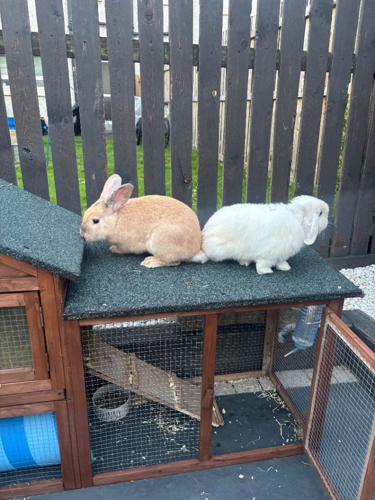 2 rabbits for sale 