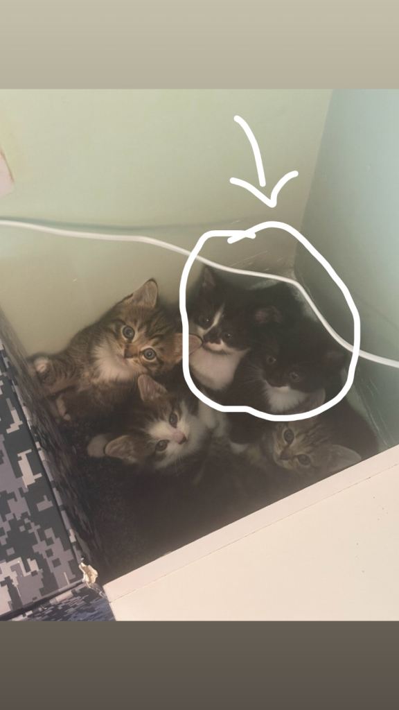 2 Kittens left ! Ready to leave NOW