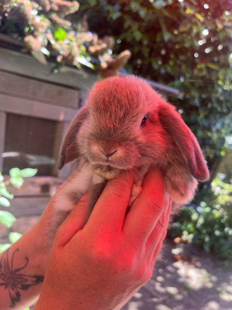 Baby bunnies 
