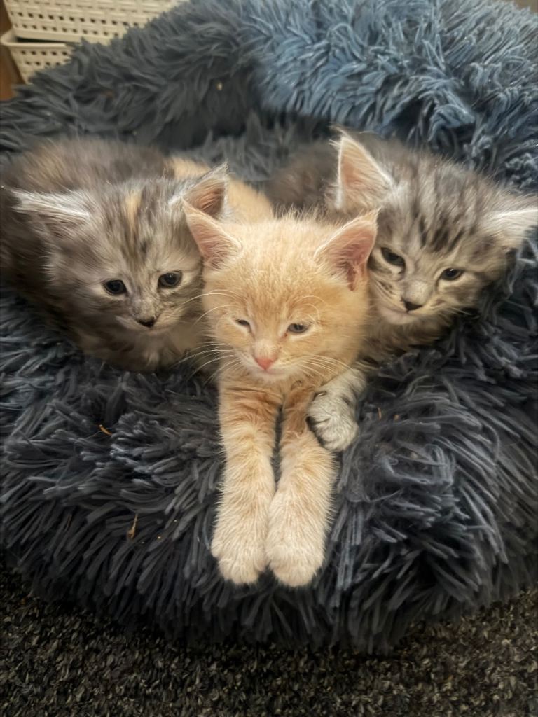 3 Beautiful, Affectionate Main coon Kittens