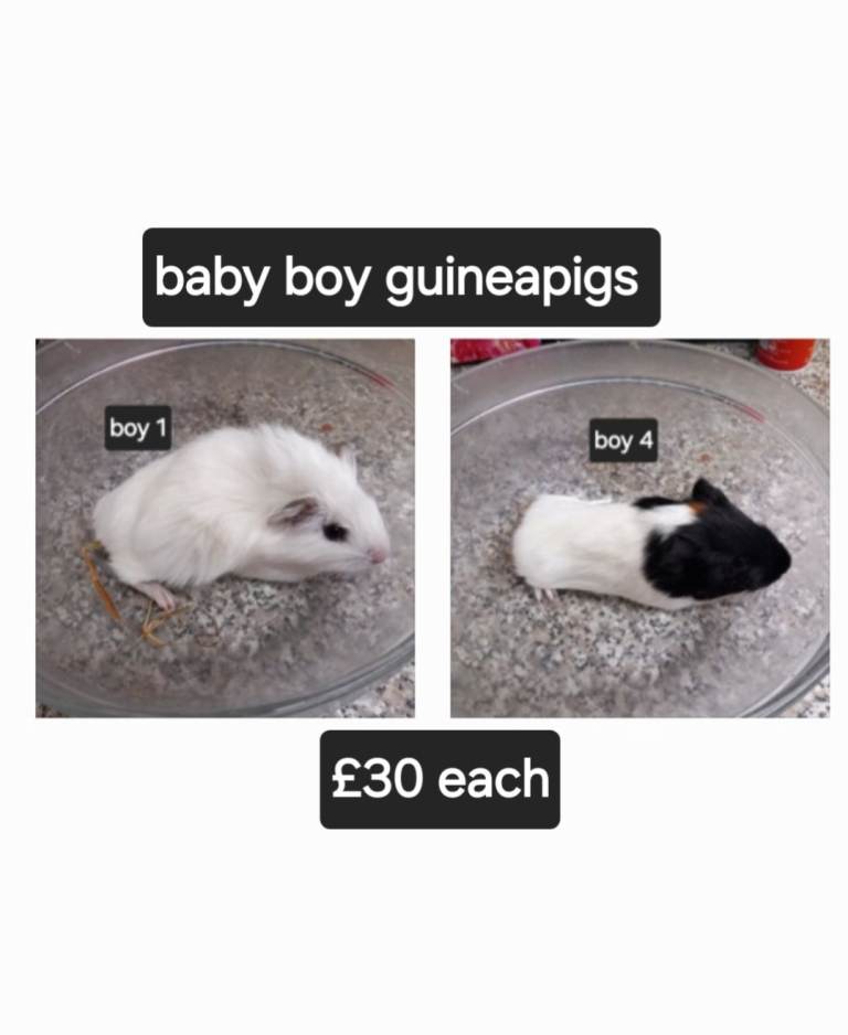 Baby boy guinea pigs ready now