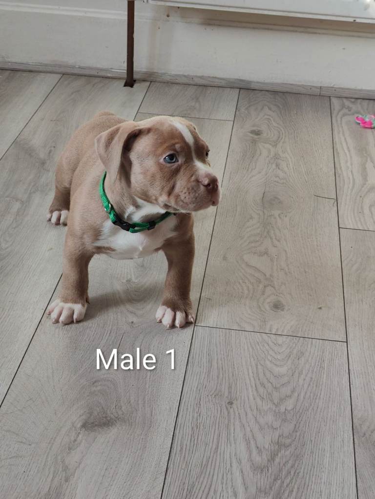 ​💎Elite Lilac Tri Pocket Bullies – Bape & Papi Chulo Lines💎