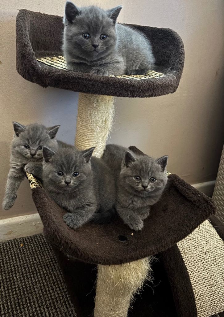 2 British shorthair kitten looking new home 