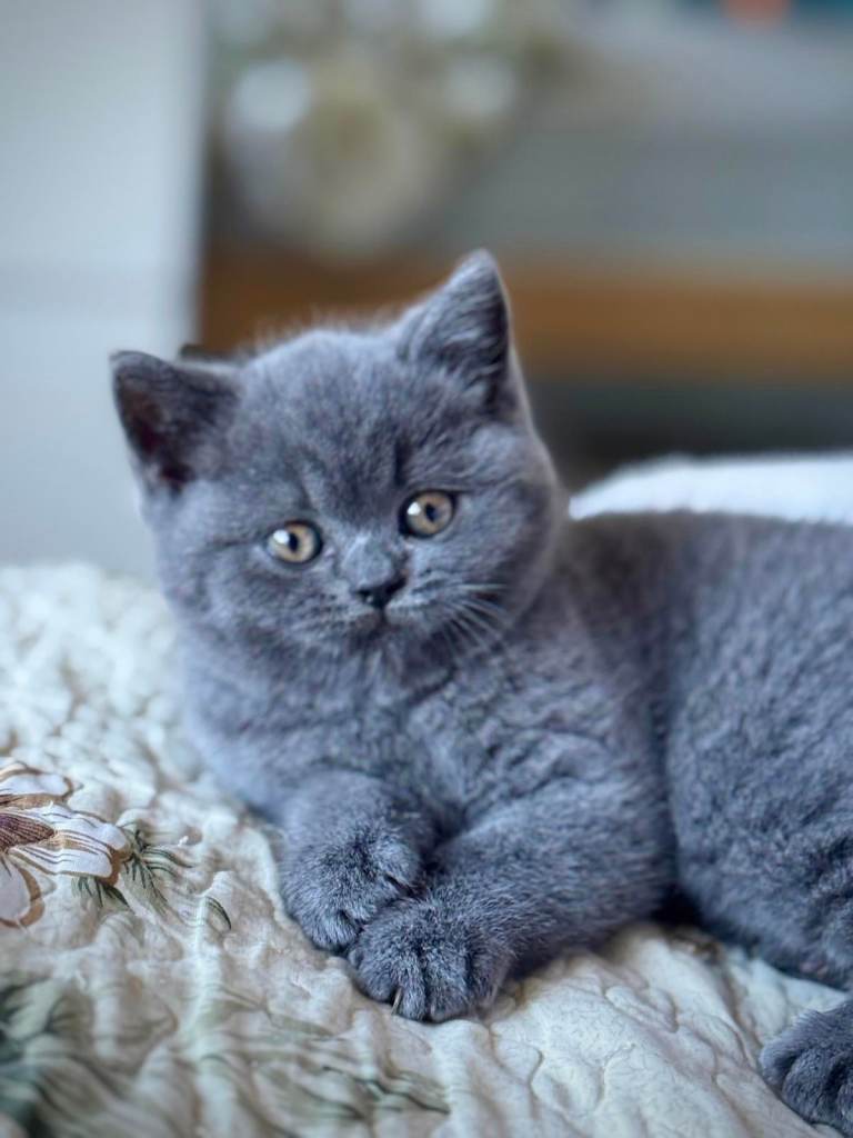 British Shorthair Kitten 