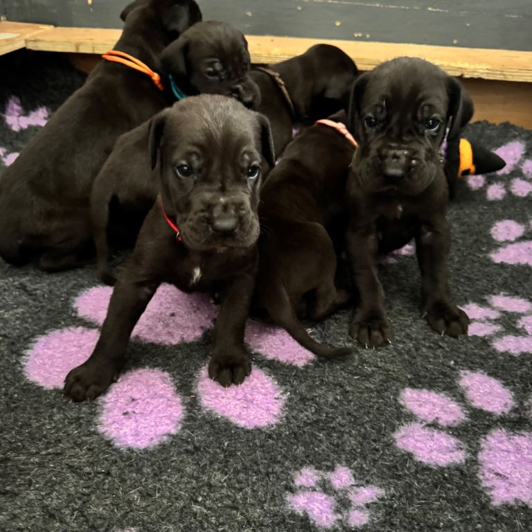KC Great Dane puppies 