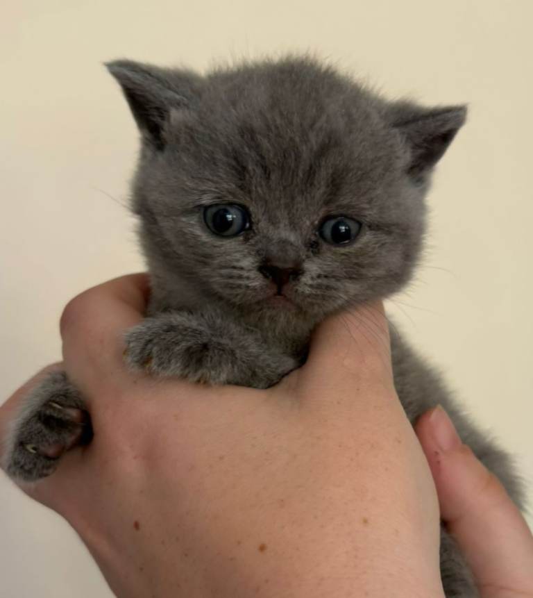 British short haired kittens