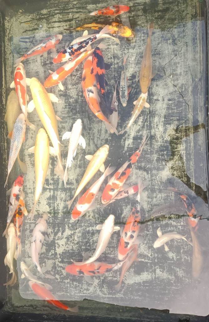 Japanese koi 