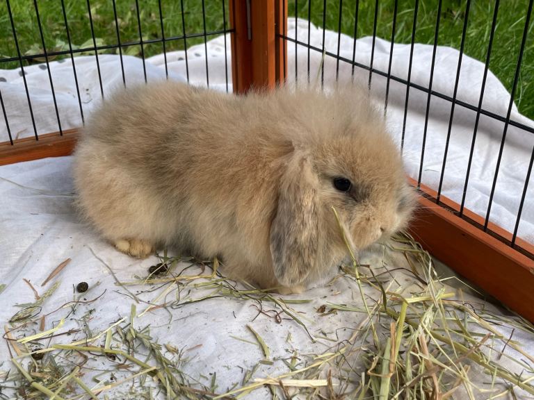 image for Mini Lion Lop Boy 12 weeks old