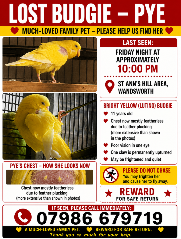 LOST Yellow Budgie (Lutino) – Pye – St Ann's Hill, Wandsworth – Reward