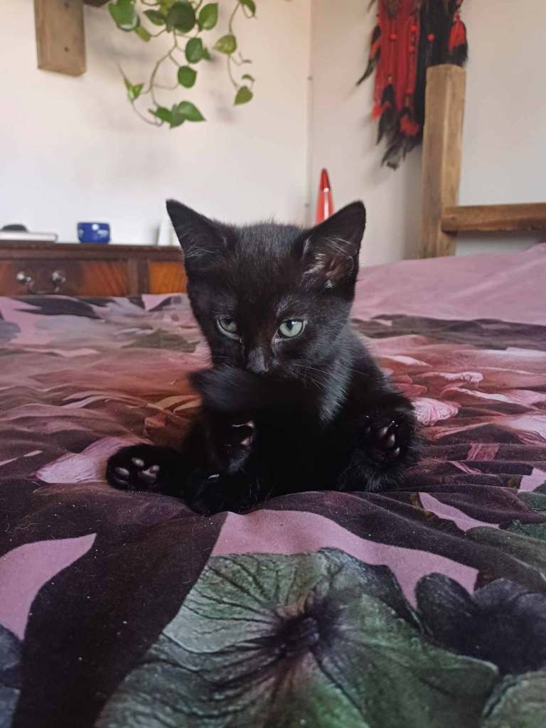 The kittens are looking for a new home.