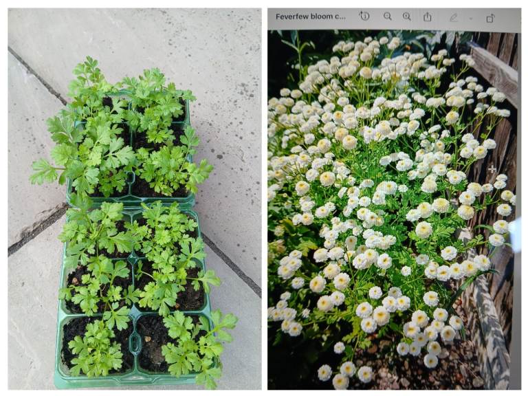6 x pots feverfew daisies