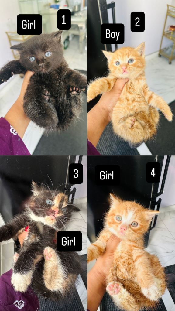 Beautiful kitten for sale