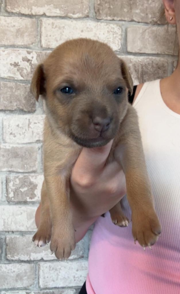 Patterdale Jack russel