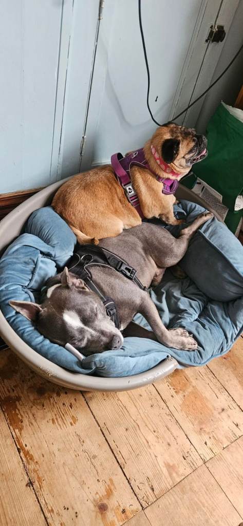 Lovely pair of dogs. Staffy boy pedigree and pug cross jack Russell girl
