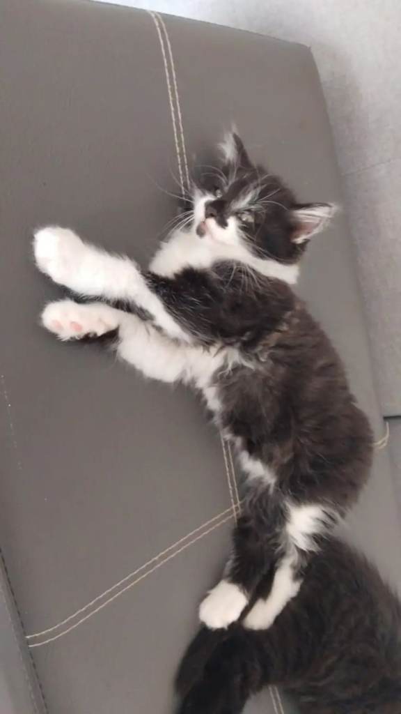 Male kitten available now