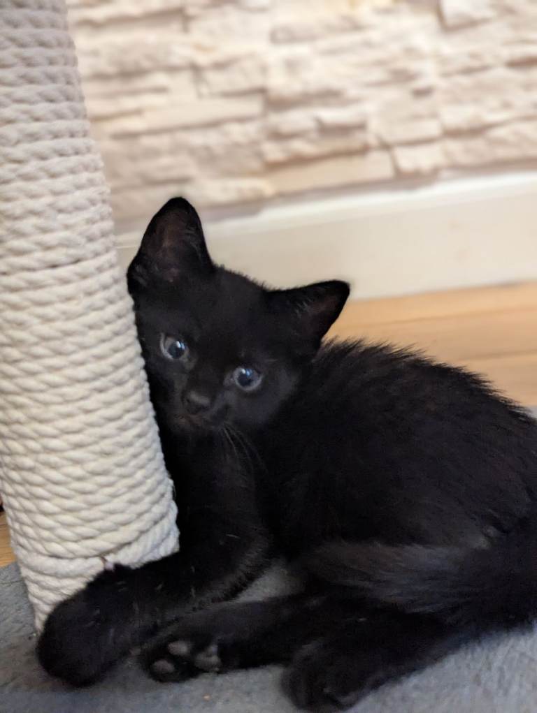Beautiful black kitten 