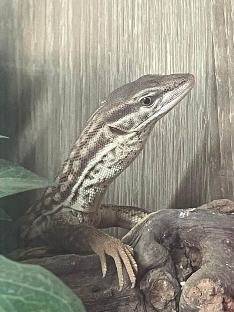 Ackie monitor 