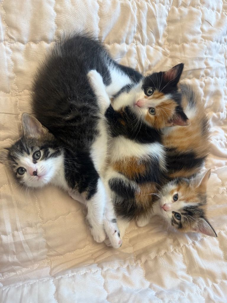 *** RESERVED*** 4x Female Kittens For Sale