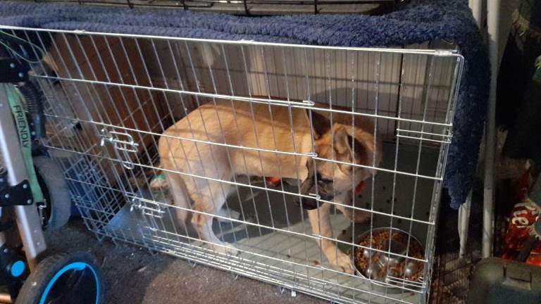 Young female malinois x malamute looking for forever home 