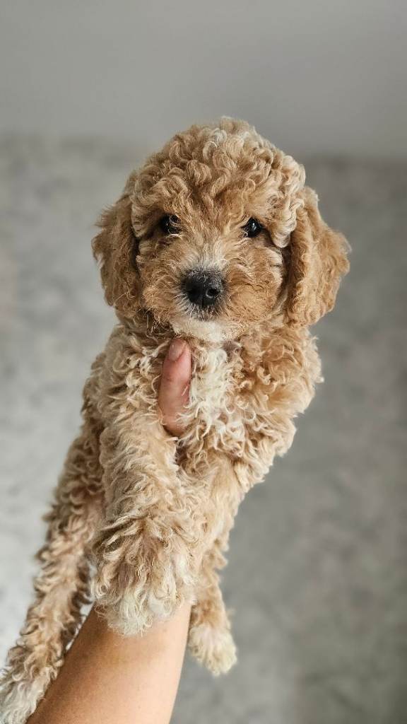 Toy goldendoodles - ready to leave 