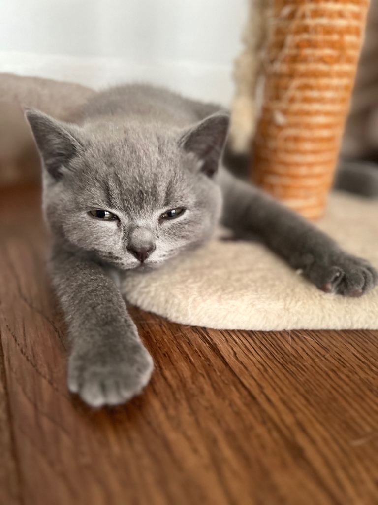 Only 1 Left-British Shorthair Kittens- Full vaccinated & microchipped 
