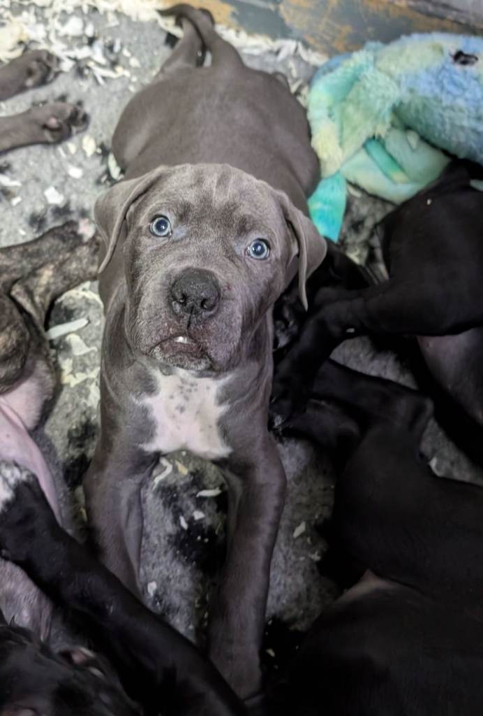 Cane corso puppies 