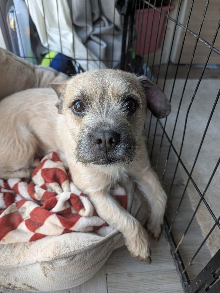 Dog for rehoming 