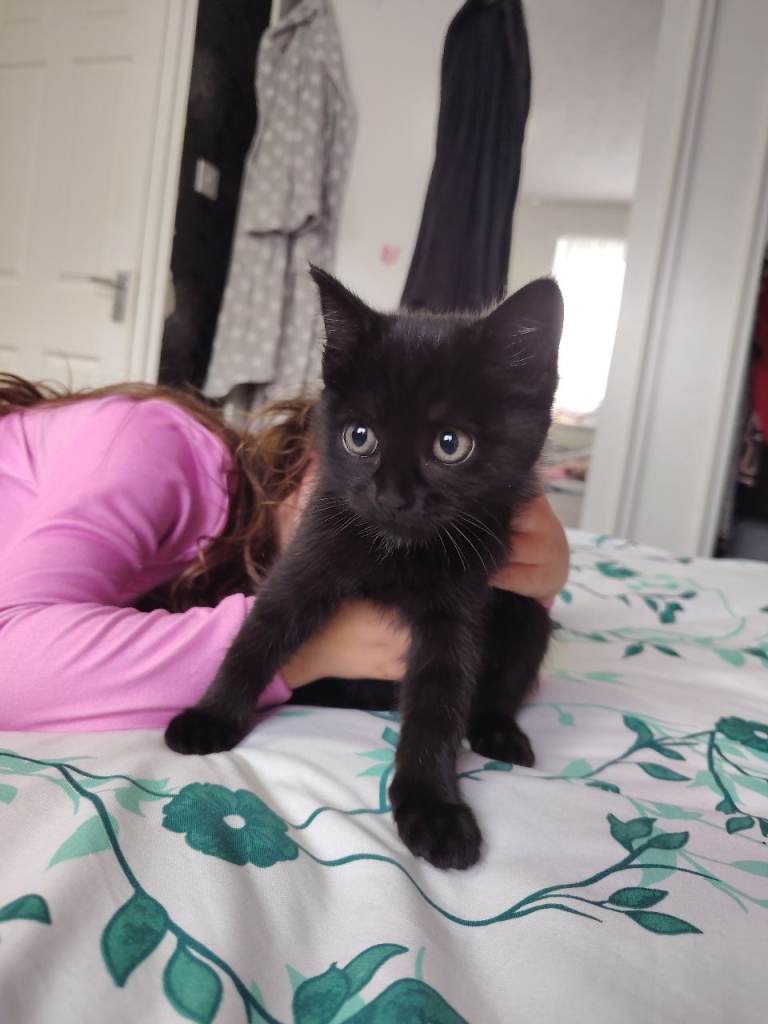 Kittens