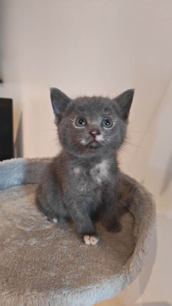 Cute girl kitten left 