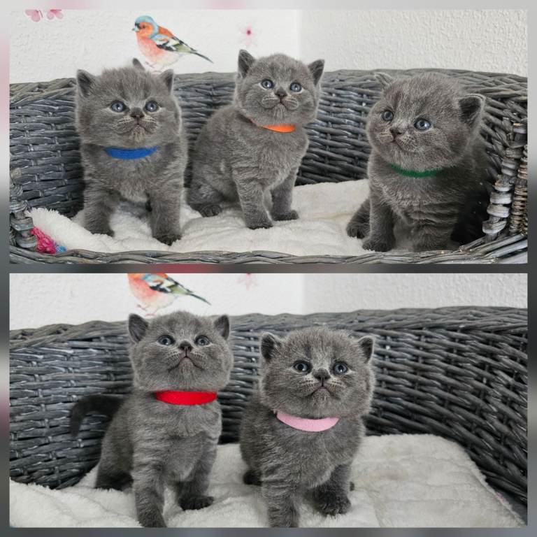 British shorthair kittens 