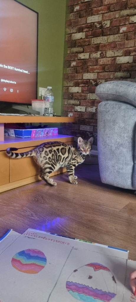 Stunning full pedigree Bengal 