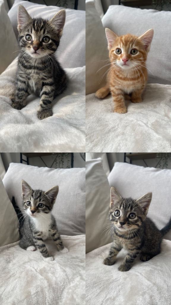 Adorable kittens need a new home 