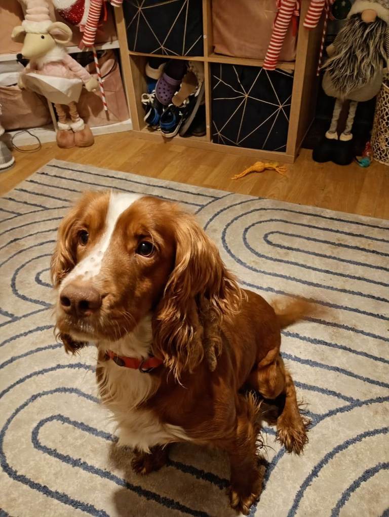 6 English springer spaniels