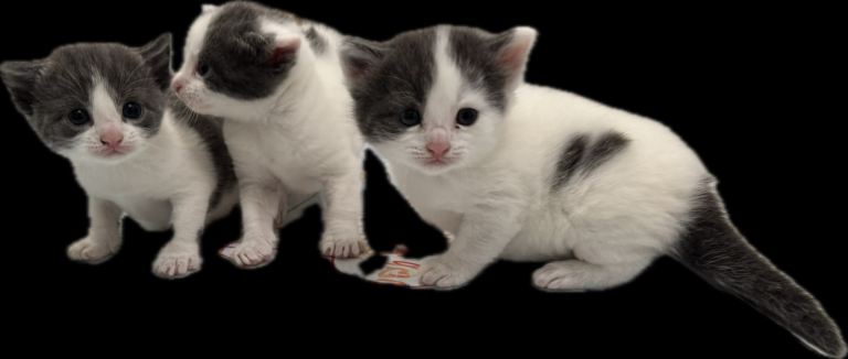 Kittens 