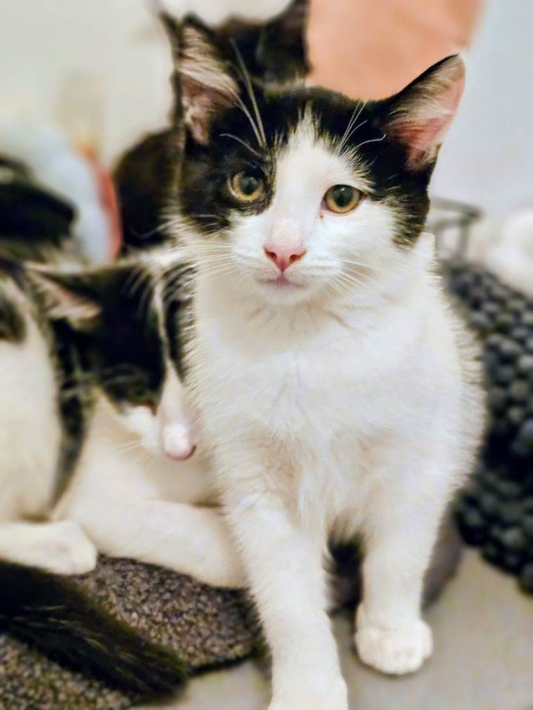 Lovely kittens 