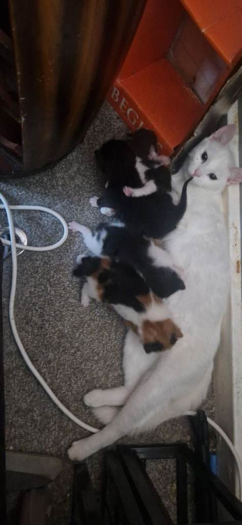 Beautiful kittens for sale 😍 😸 