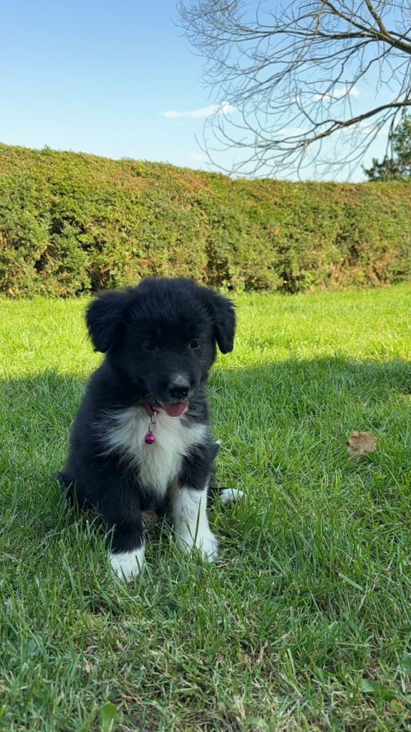 Border Collie x Cocker Spaniel