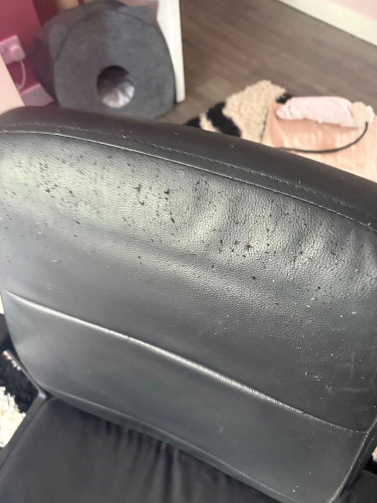 Free office chair - scratched by cat 