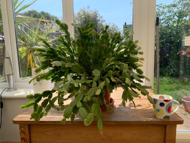 Large Succulent Christmas Cactus 