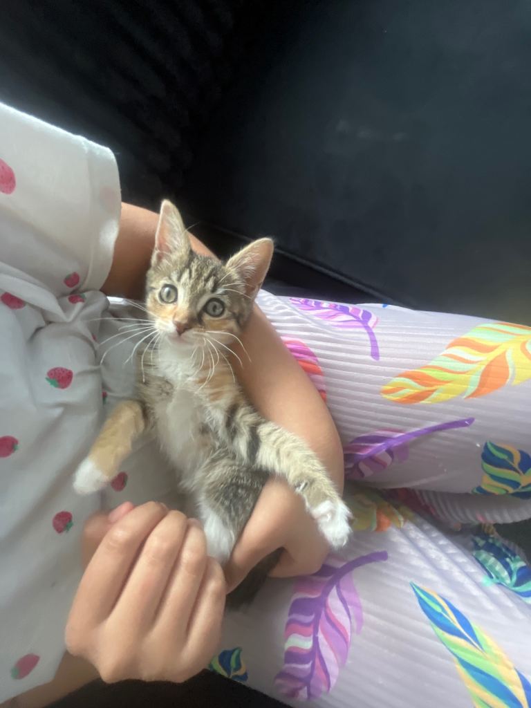 8 week old kitten