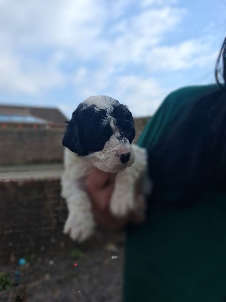 Bision cross toy poodle 