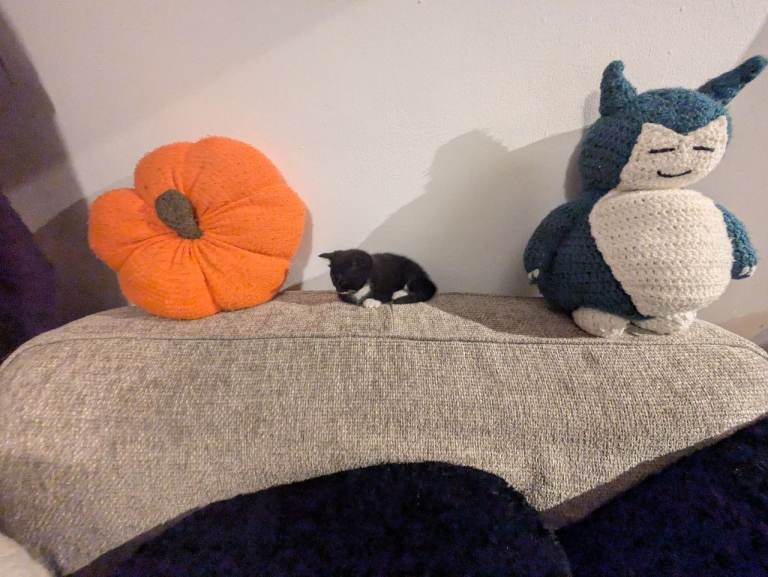 Mustache kitten for sale 