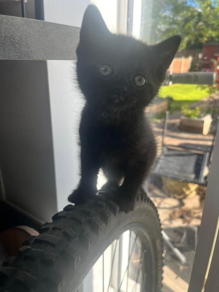 British shorthair kittens grey 