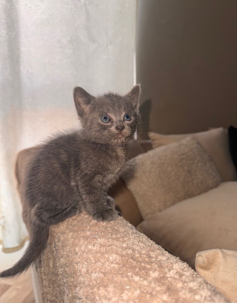 Kittens