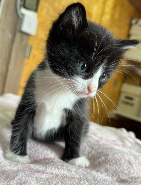 Adorable Kittens Looking for a Loving Forever Home!