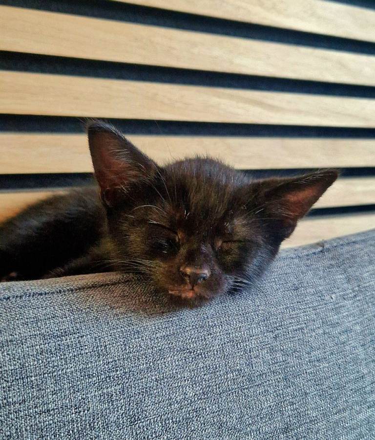  black kitten