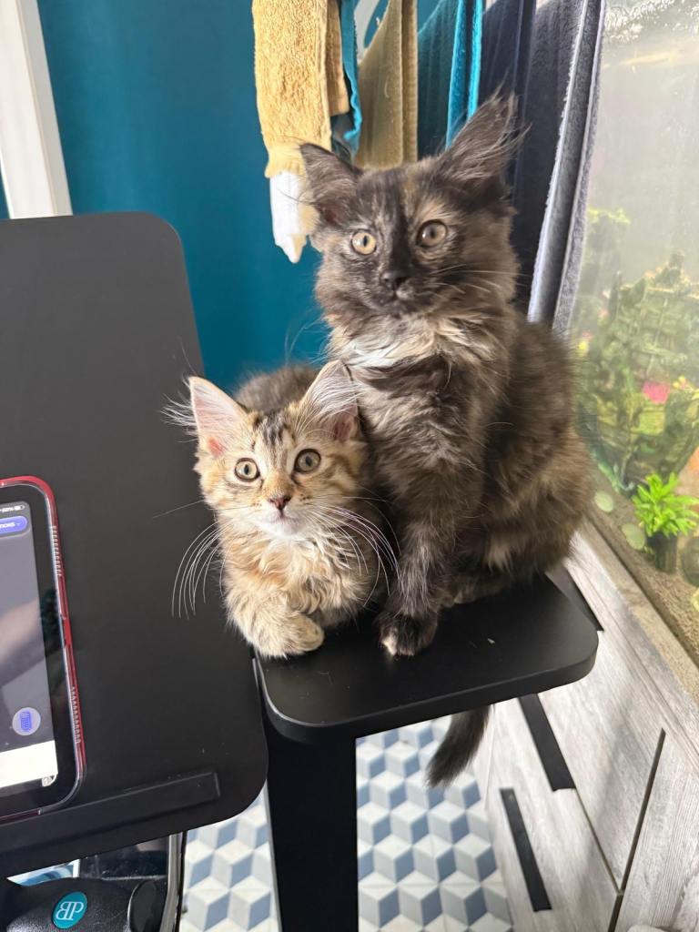 Beautiful rag doll cross kittens